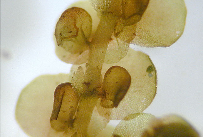 Frullania dilatata (door Norbert Stapper)