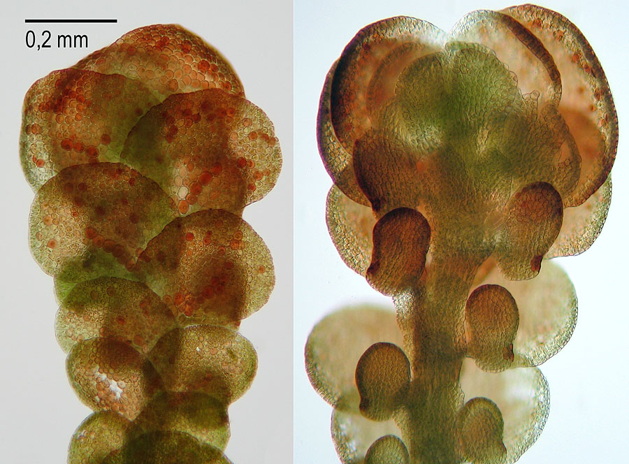 Frullania fragilifolia (door Norbert Stapper)