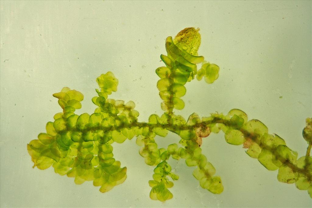 Frullania dilatata (door Jan Kersten)