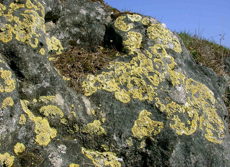 Gyalolechia fulgens (door Kok van Herk)