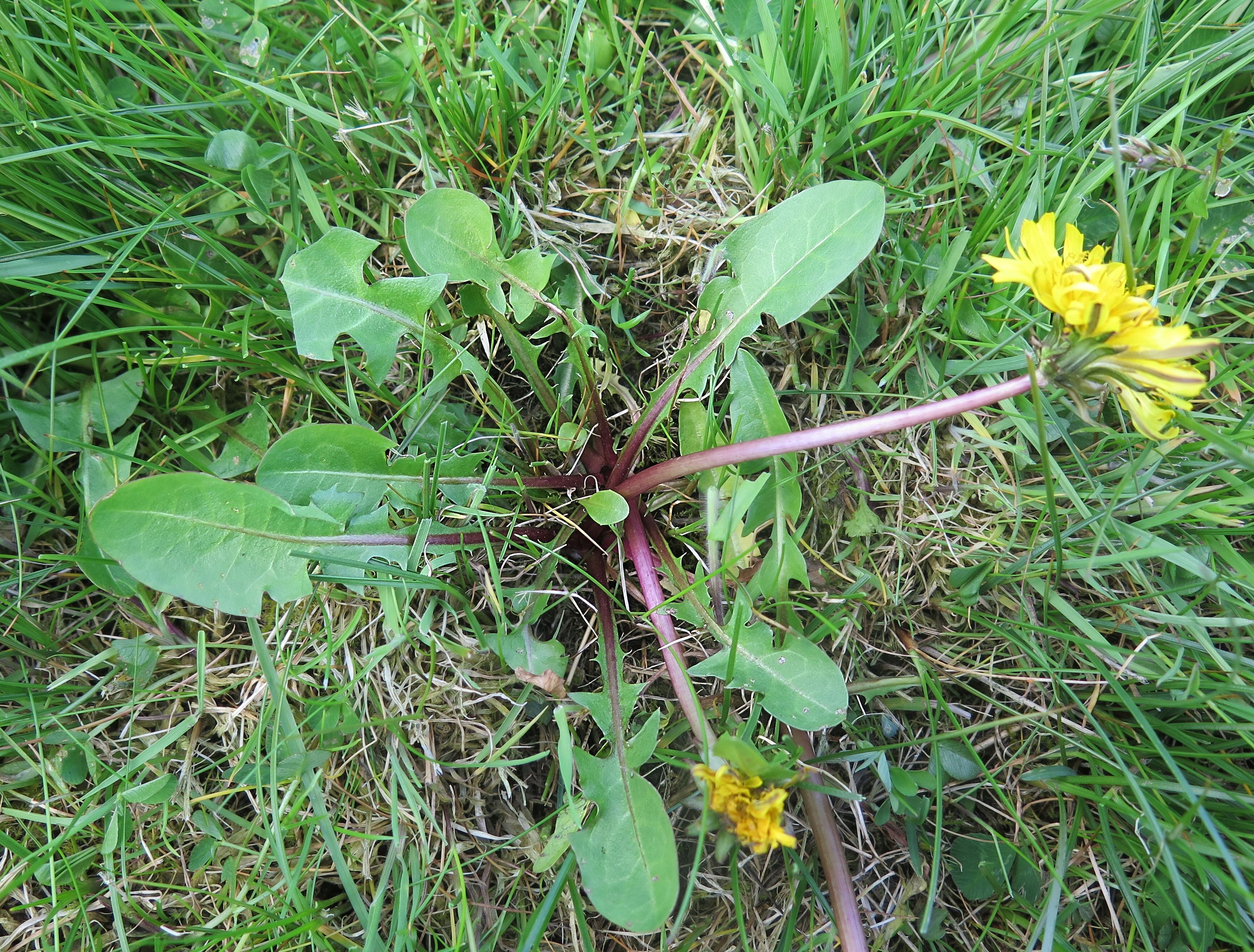 Taraxacum fulgidum (door Otto Zijlstra)