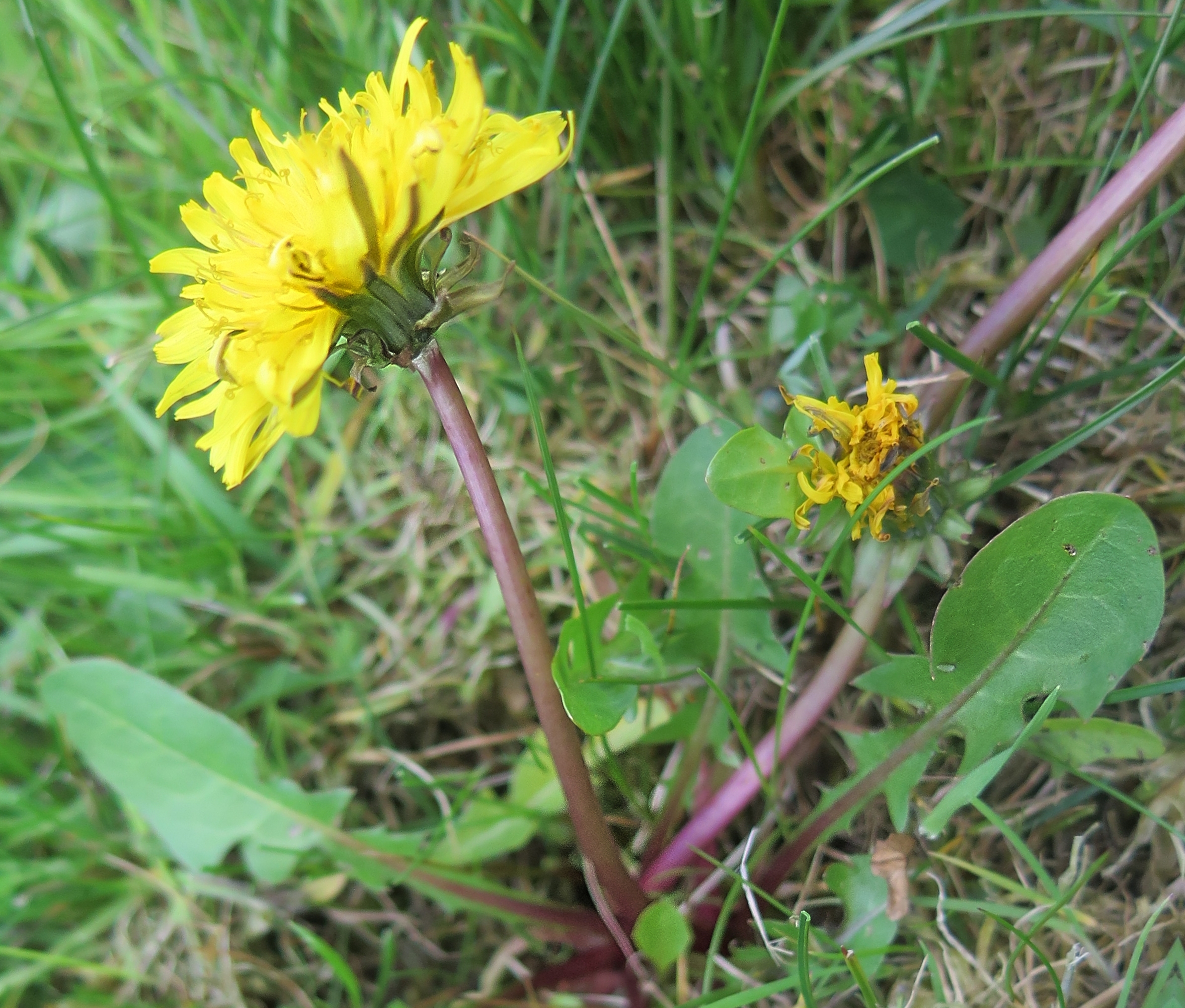 Taraxacum fulgidum (door Otto Zijlstra)