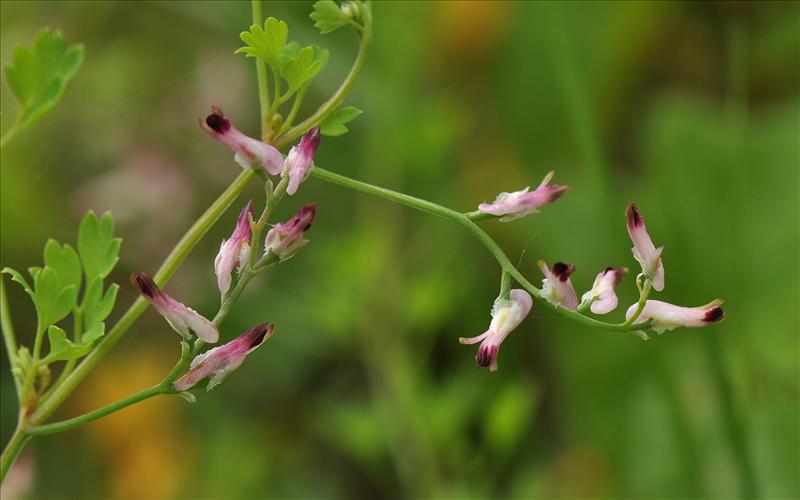 Fumaria muralis (door Willie Riemsma)