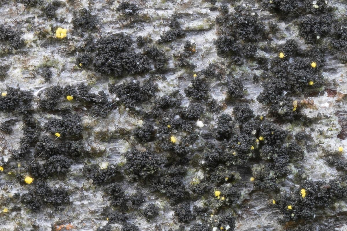 Catillaria fungoides (door Sam Kafka)