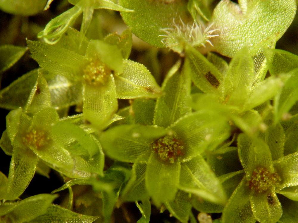 Funaria hygrometrica (door Dick Haaksma)