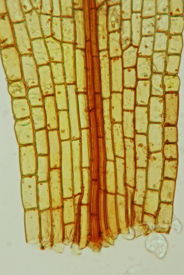 Funaria hygrometrica (door Jan Kersten)