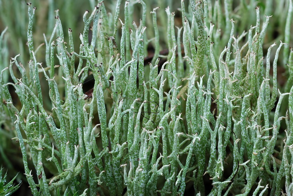 Cladonia furcata (door Arjan de Groot)