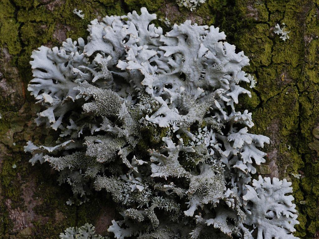 Pseudevernia furfuracea (door Arjan de Groot)