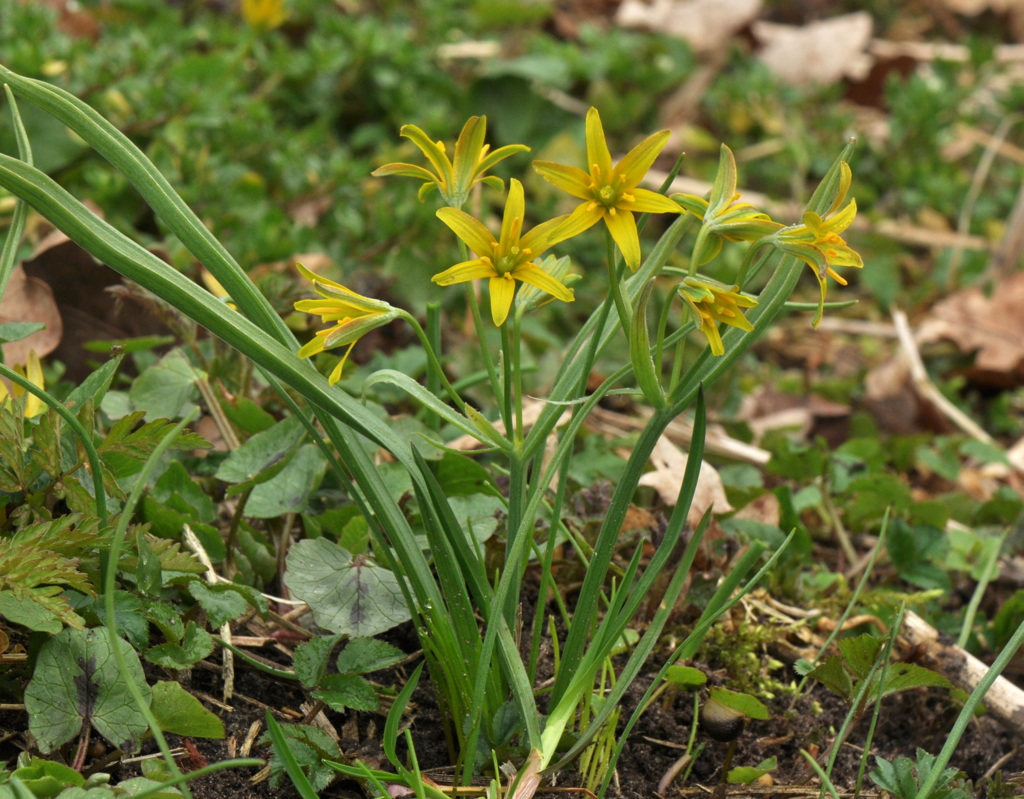 Gagea lutea (door Willie Riemsma)