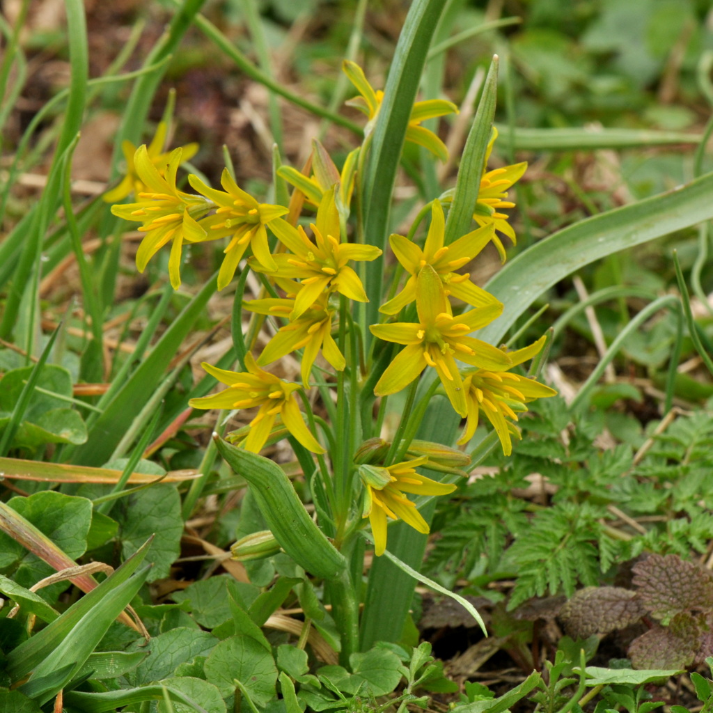 Gagea lutea (door Willie Riemsma)