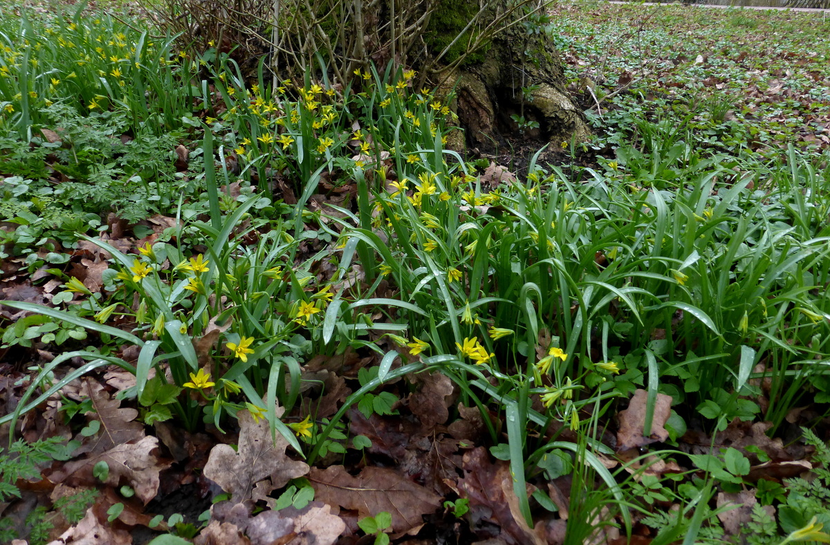 Gagea lutea (door Willie Riemsma)