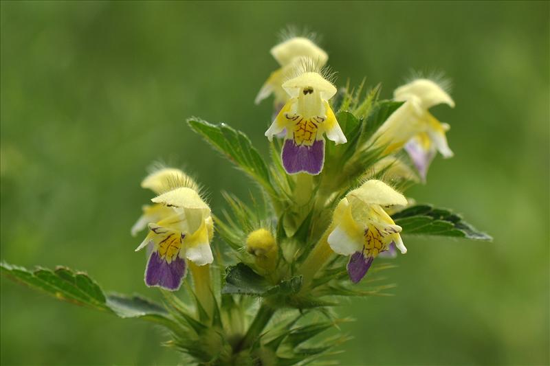 Galeopsis speciosa (door Willie Riemsma)