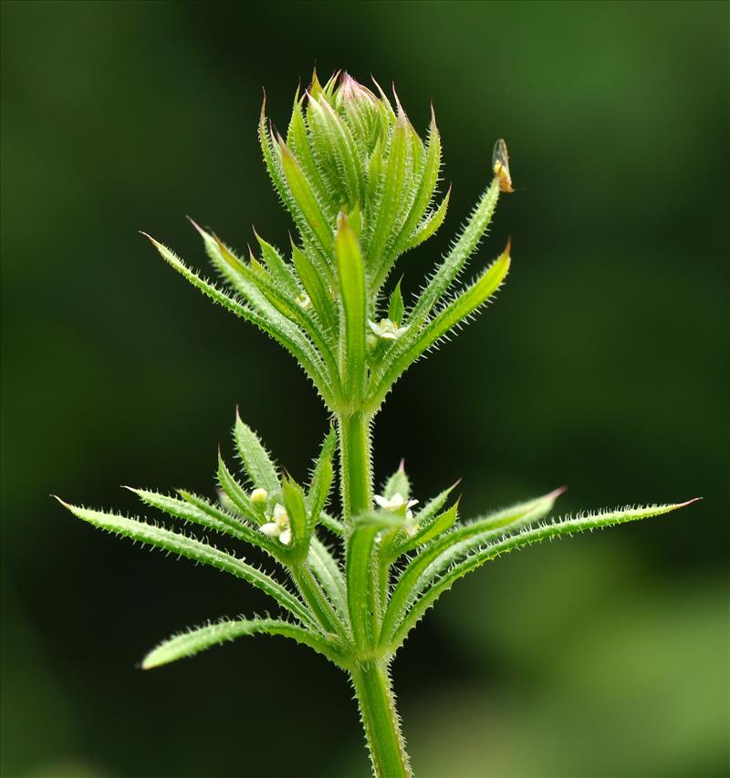 Galium aparine (door Willie Riemsma)