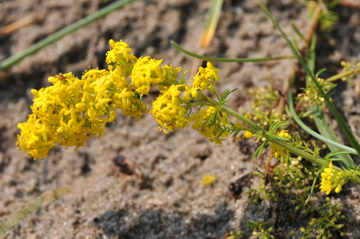 Galium verum (door Hans Toetenel)