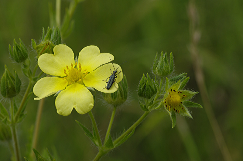 Potentilla recta (door Hans Adema)