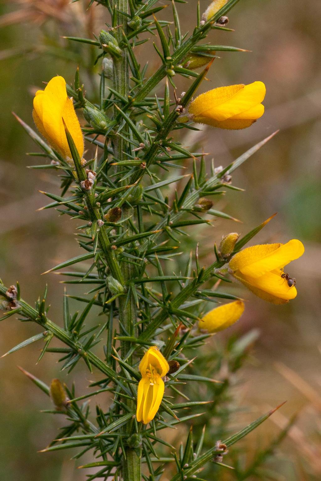 Ulex europaeus (door John Breugelmans)