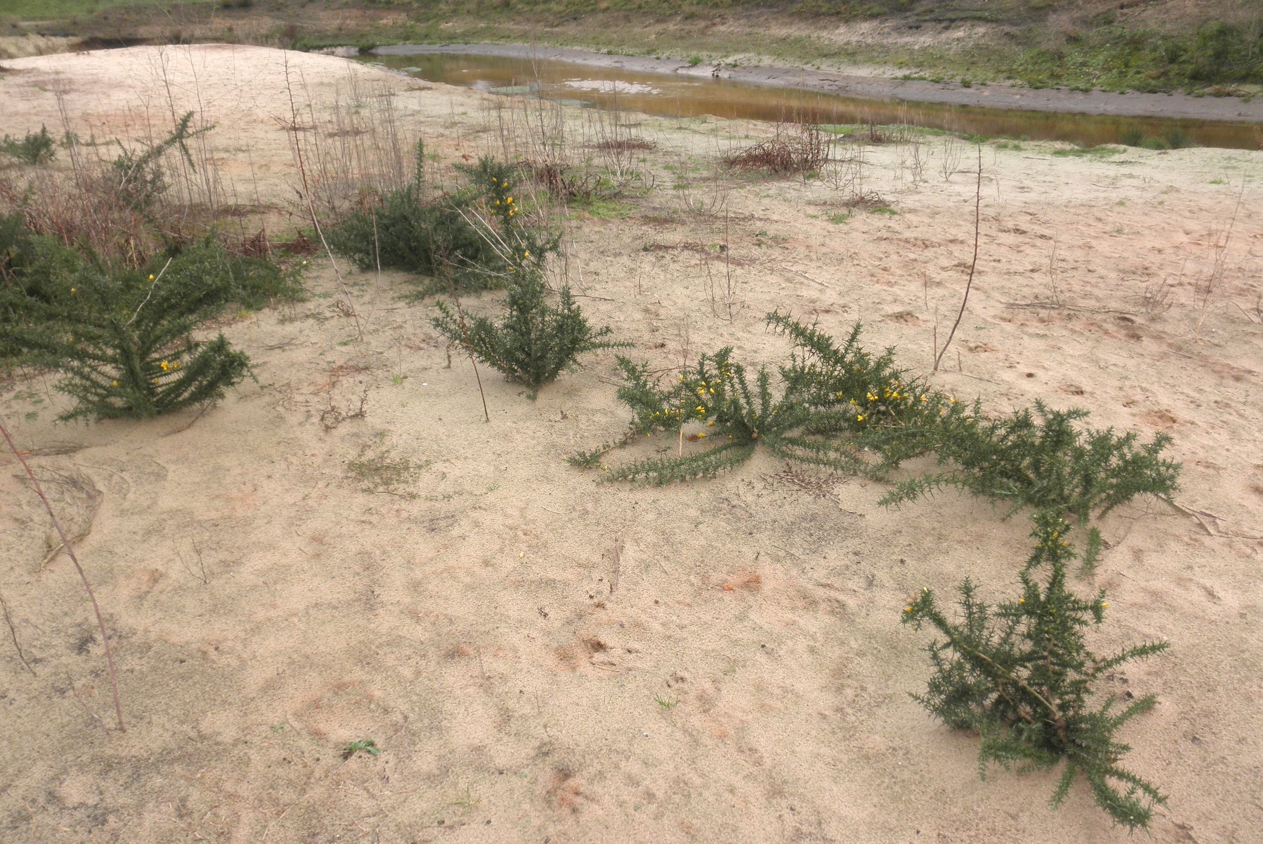 Ulex europaeus (door Bert Verbruggen)