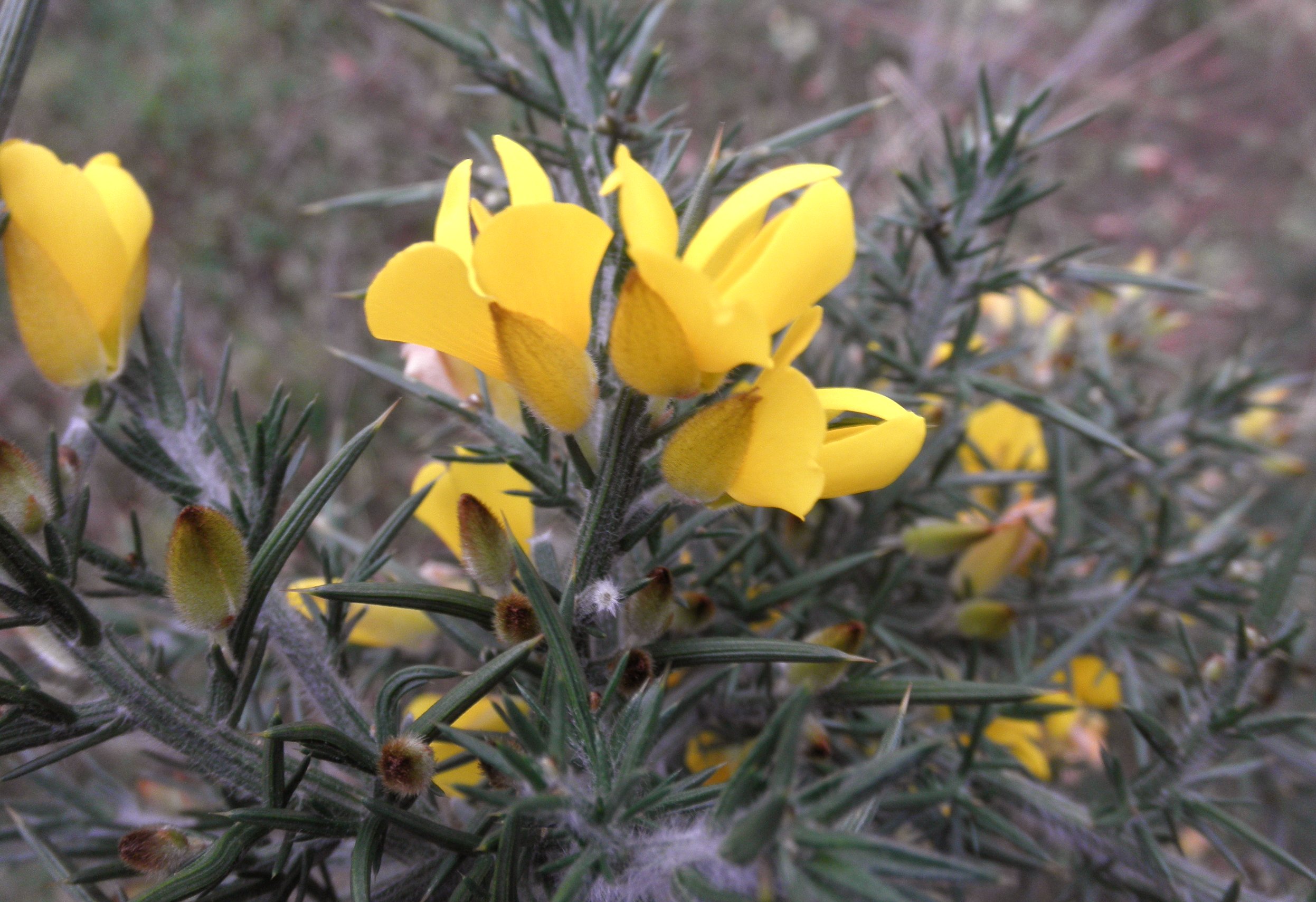 Ulex europaeus (door Bert Verbruggen)