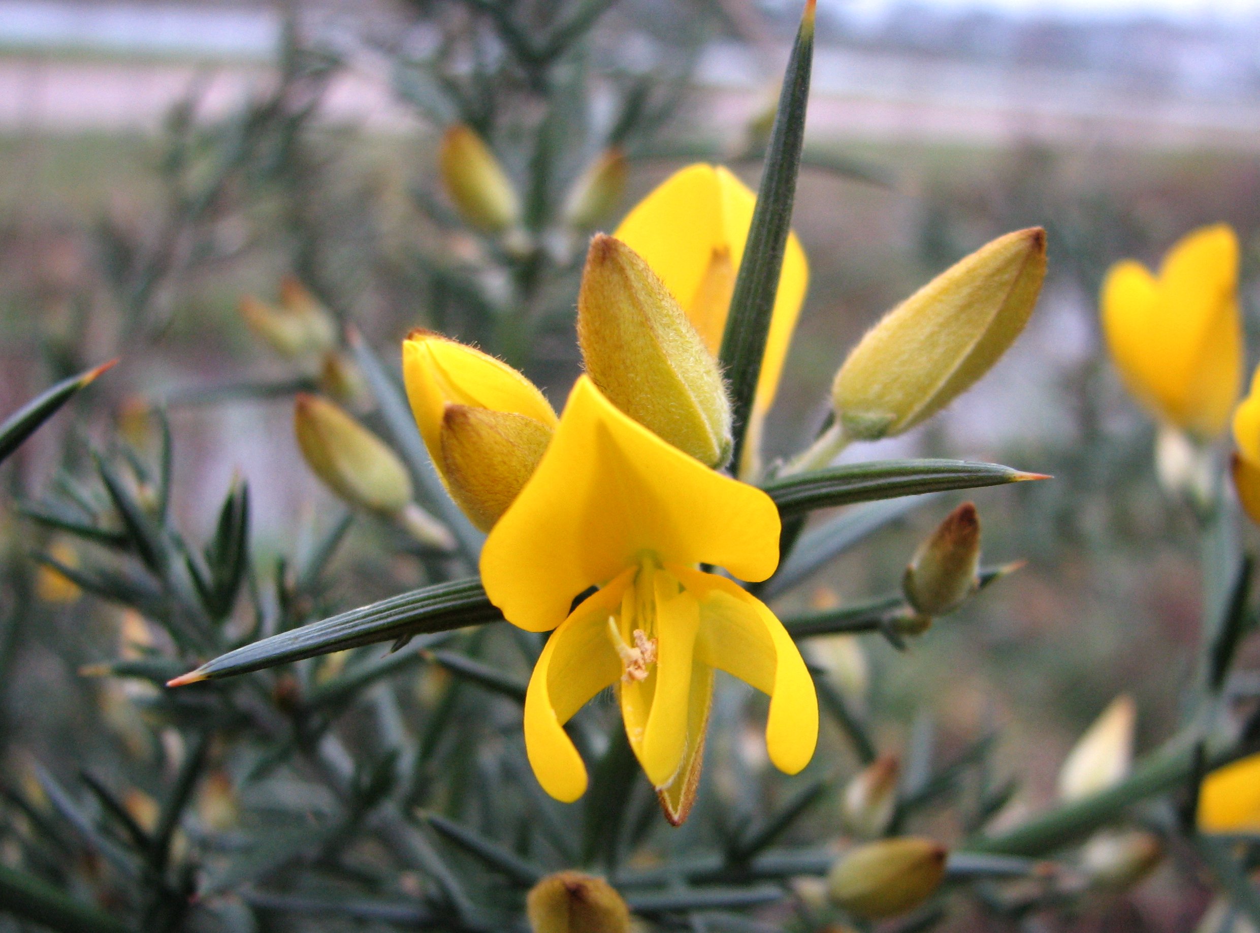 Ulex europaeus (door Bert Verbruggen)