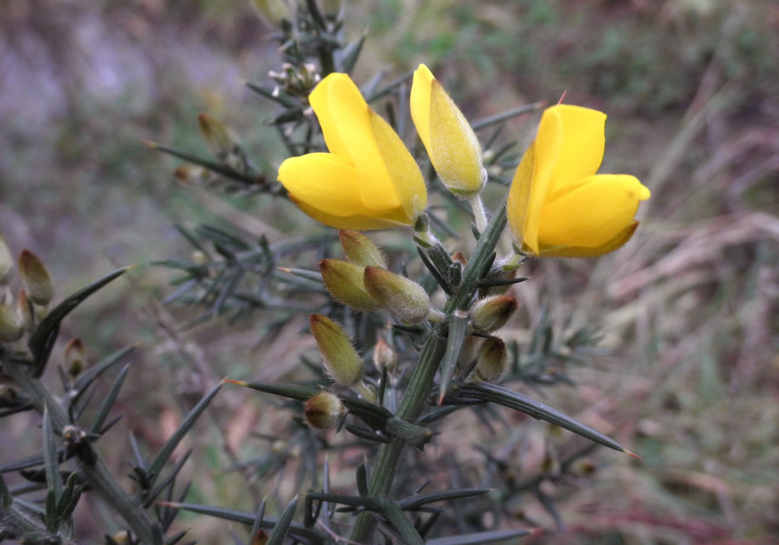 Ulex europaeus (door Bert Verbruggen)