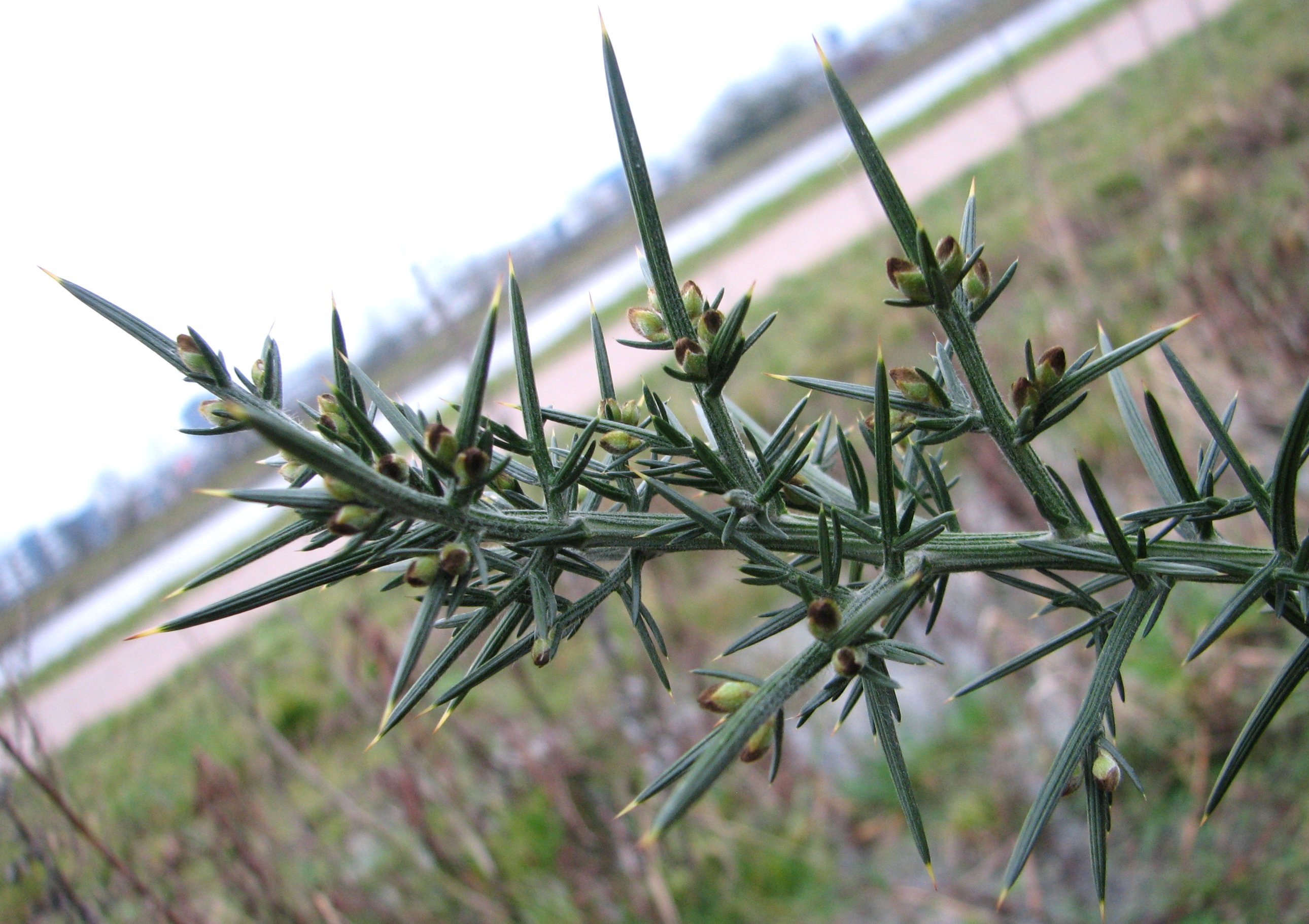 Ulex europaeus (door Bert Verbruggen)