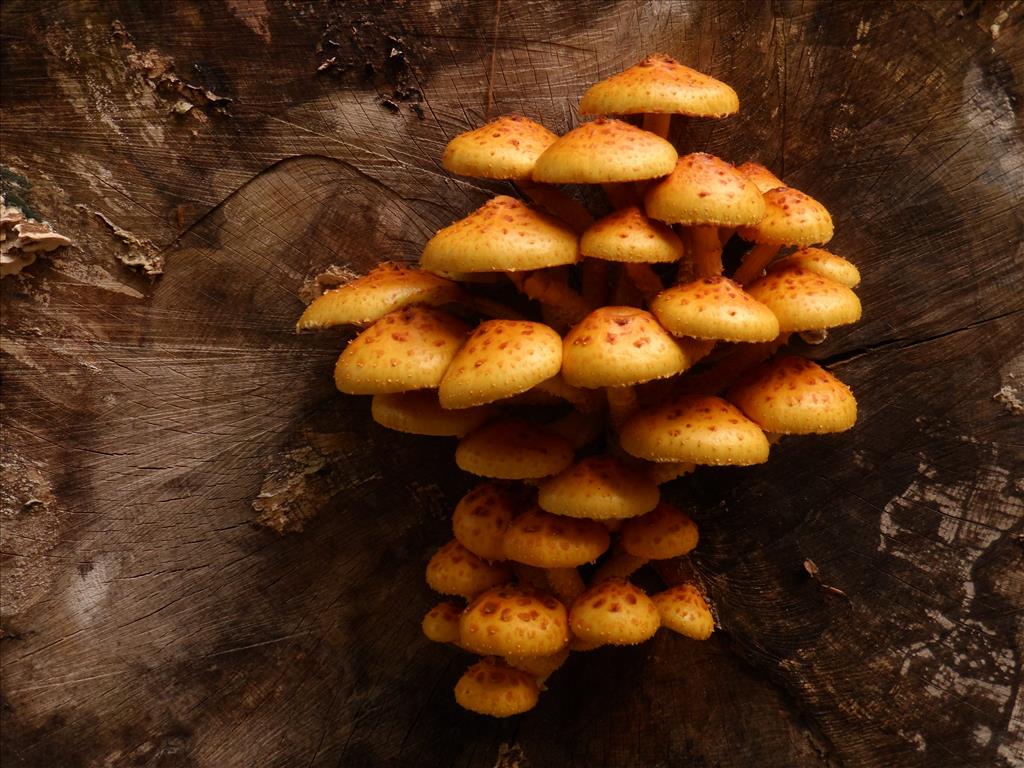 Pholiota adiposa (door Giel van der Pluijm)