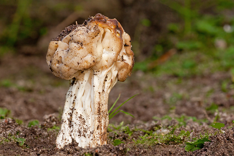 Helvella fusca (door John Breugelmans)