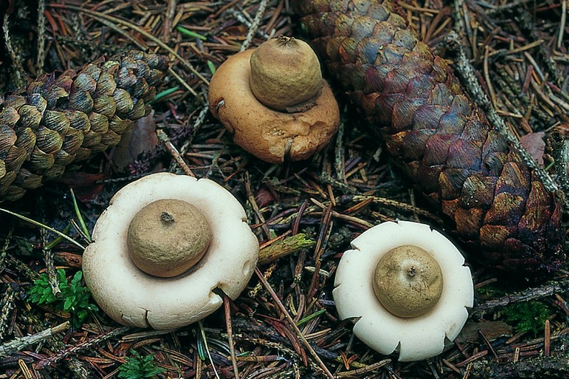 Geastrum fimbriatum (door Rob Chrispijn)