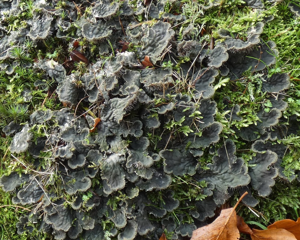 Peltigera membranacea (door Roel Riemersma)