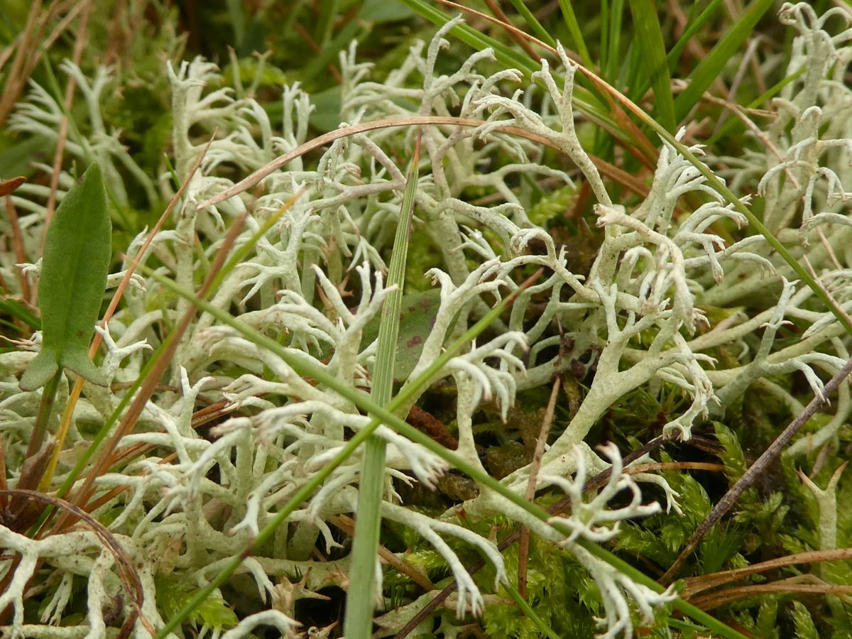 Cladonia arbuscula (door Karin Lenten)
