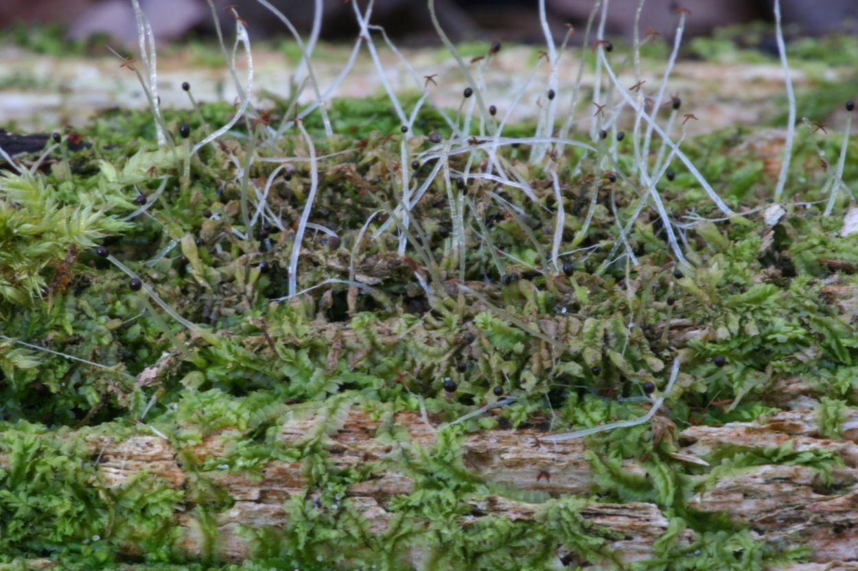 Lophocolea heterophylla (door Niko Buiten)