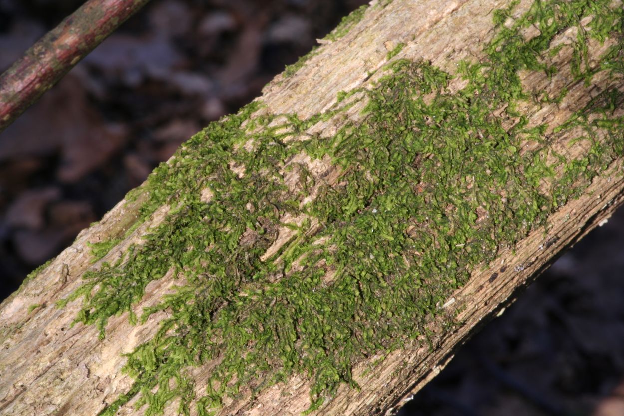 Lophocolea heterophylla (door Niko Buiten)