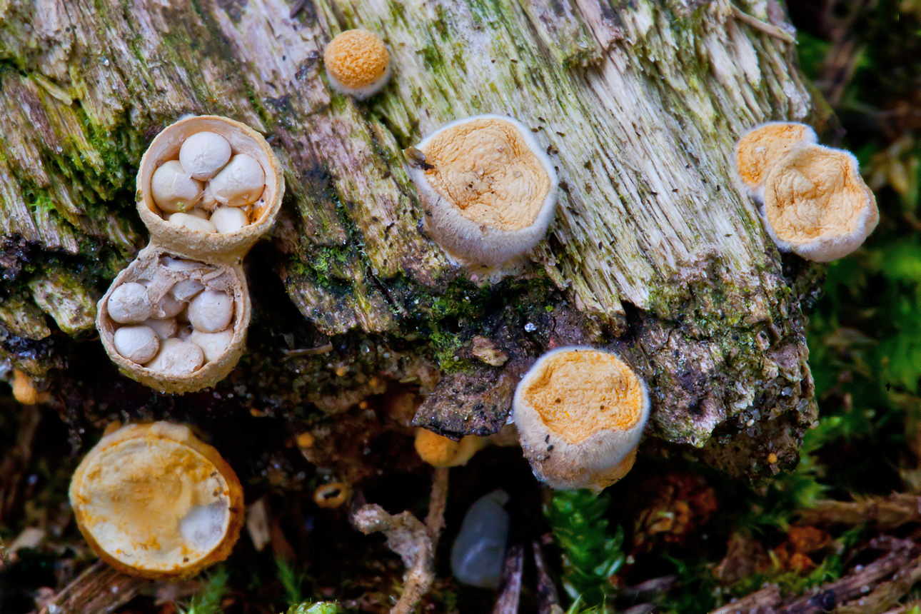 Crucibulum crucibuliforme (door John Breugelmans)