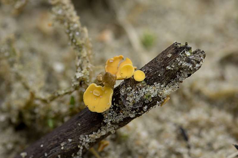 Hymenoscyphus salicinus (door Hans Adema)