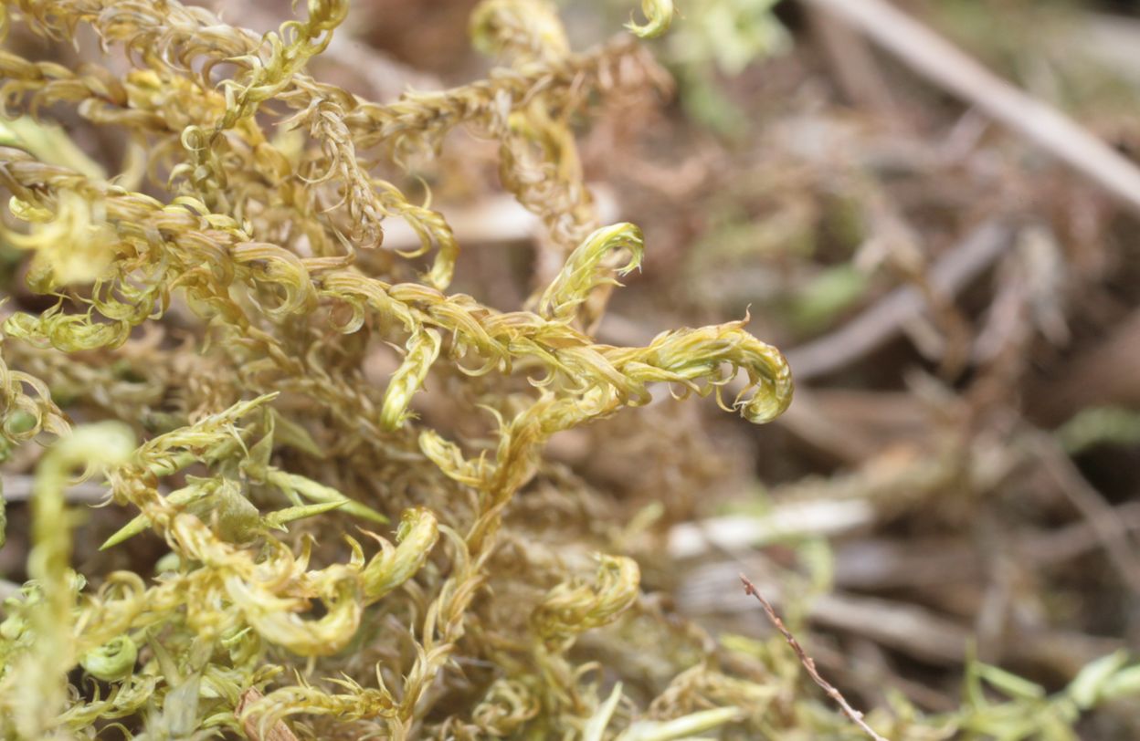 Hamatocaulis vernicosus (door Melchior van Tweel)