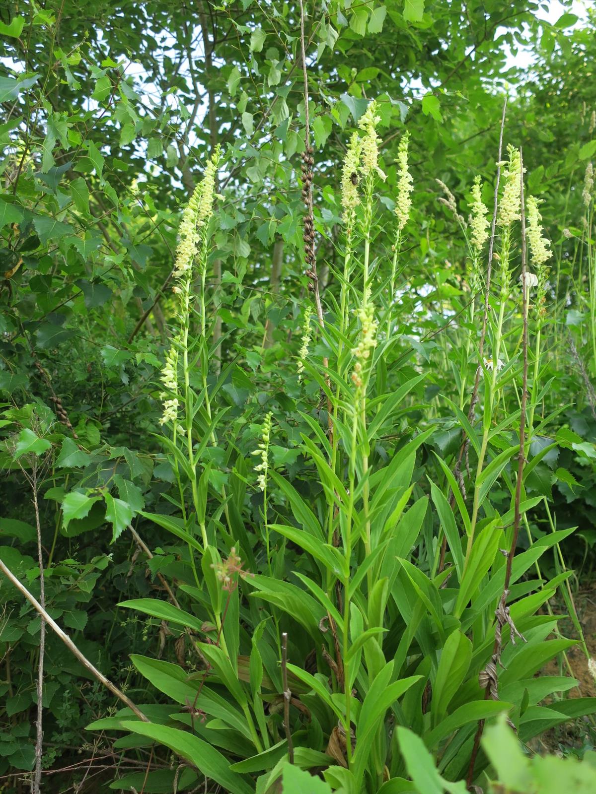 Digitalis lutea (door Grada Menting)