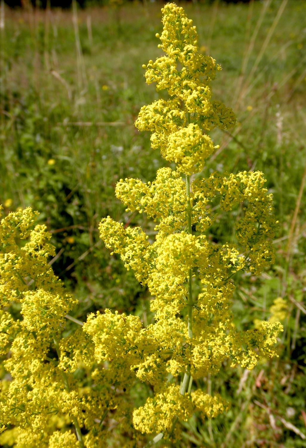 Galium verum (door Bert Verbruggen)