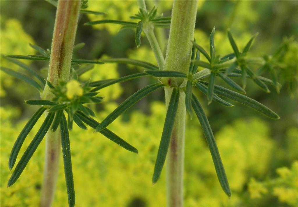 Galium verum (door Bert Verbruggen)