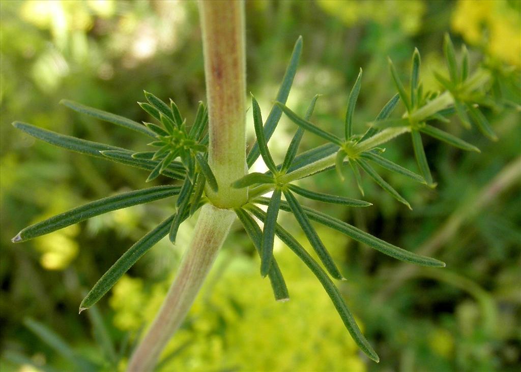 Galium verum (door Bert Verbruggen)