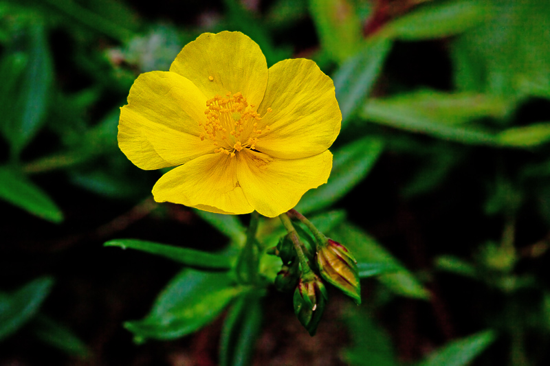 Helianthemum nummularium (door John Breugelmans)