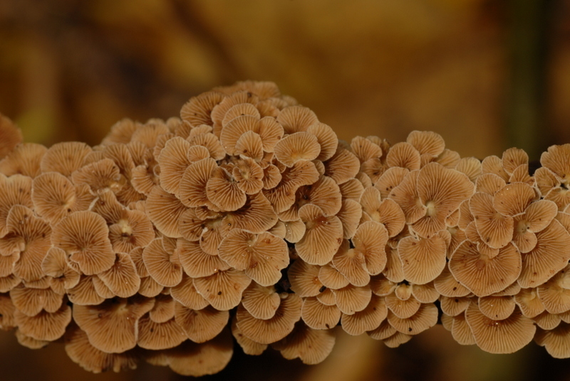 Crepidotus cristatus (door Laurens van der Linde)