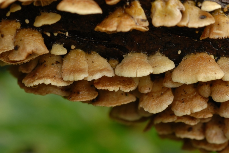 Crepidotus cristatus (door Laurens van der Linde)