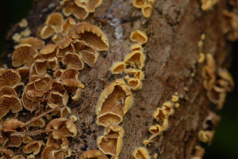 Crepidotus cristatus (door Laurens van der Linde)