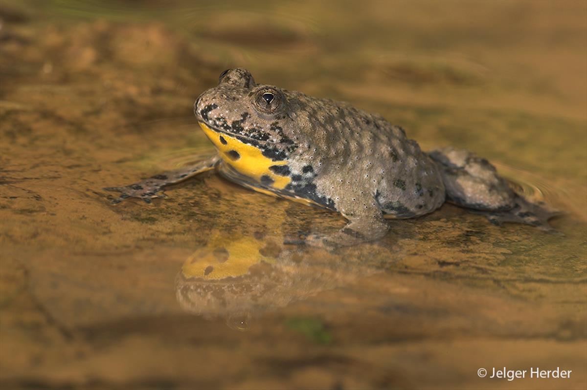 Bombina variegata (door Jelger Herder)