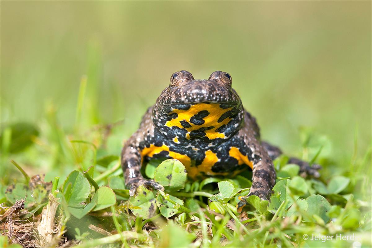 Bombina variegata (door Jelger Herder)