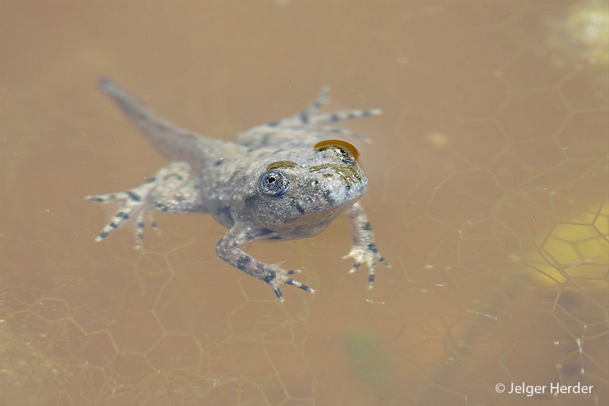 Bombina variegata (door Jelger Herder)