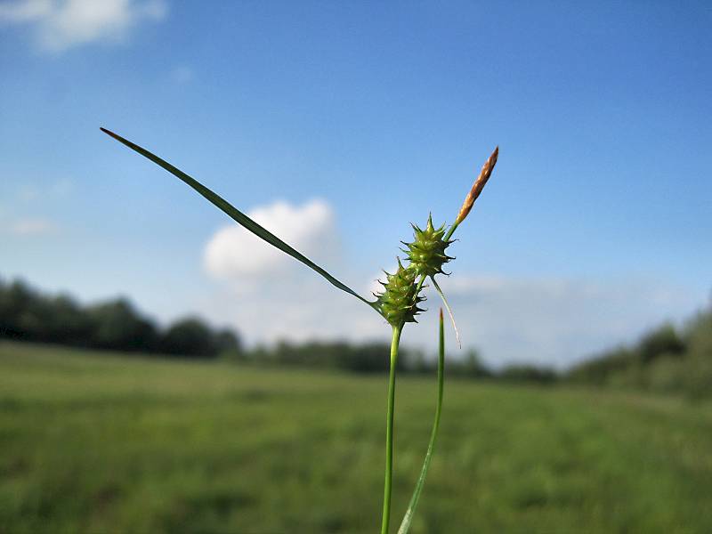 Carex demissa (door Grada Menting)