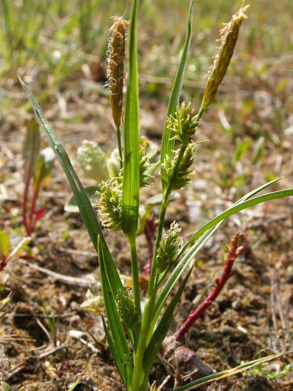 Carex demissa (door Han Beeuwkes)