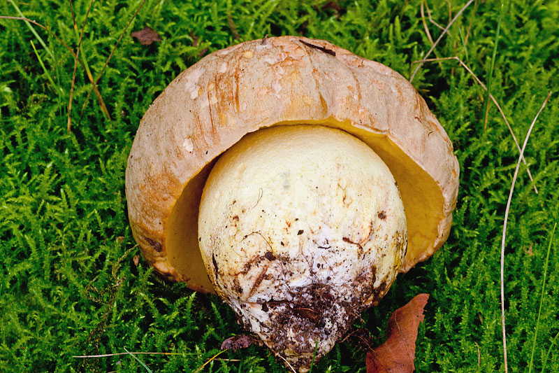 Butyriboletus appendiculatus (door John Breugelmans)