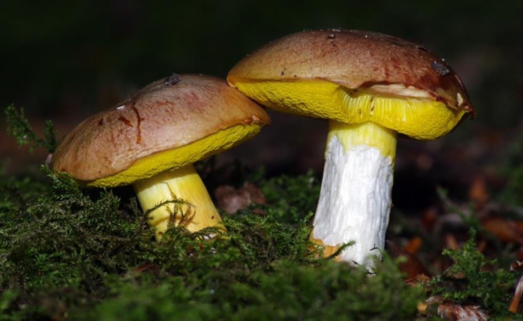 Butyriboletus appendiculatus (door Hans Adema)